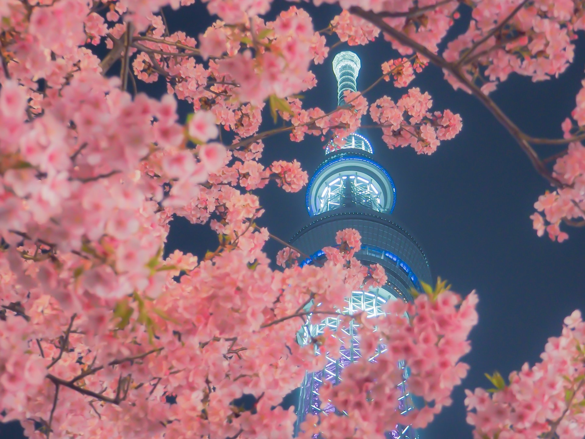 浅草で夜桜鑑賞！クルージングと散歩、2種類のコースでお花見しよう