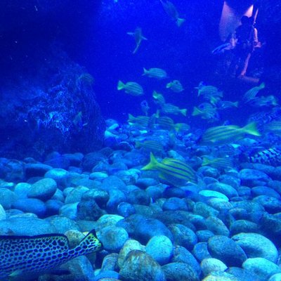 すみだ水族館