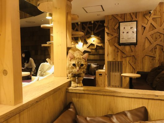 猫カフェ MOCHA (モカ）池袋西口店