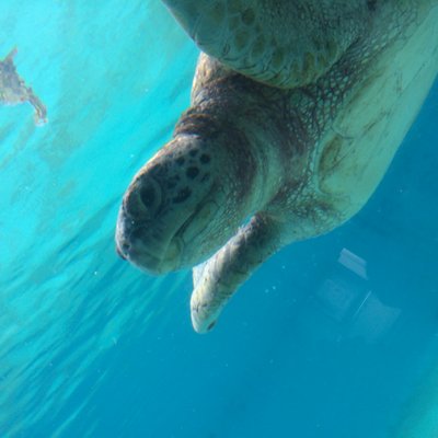 沖縄美ら海水族館