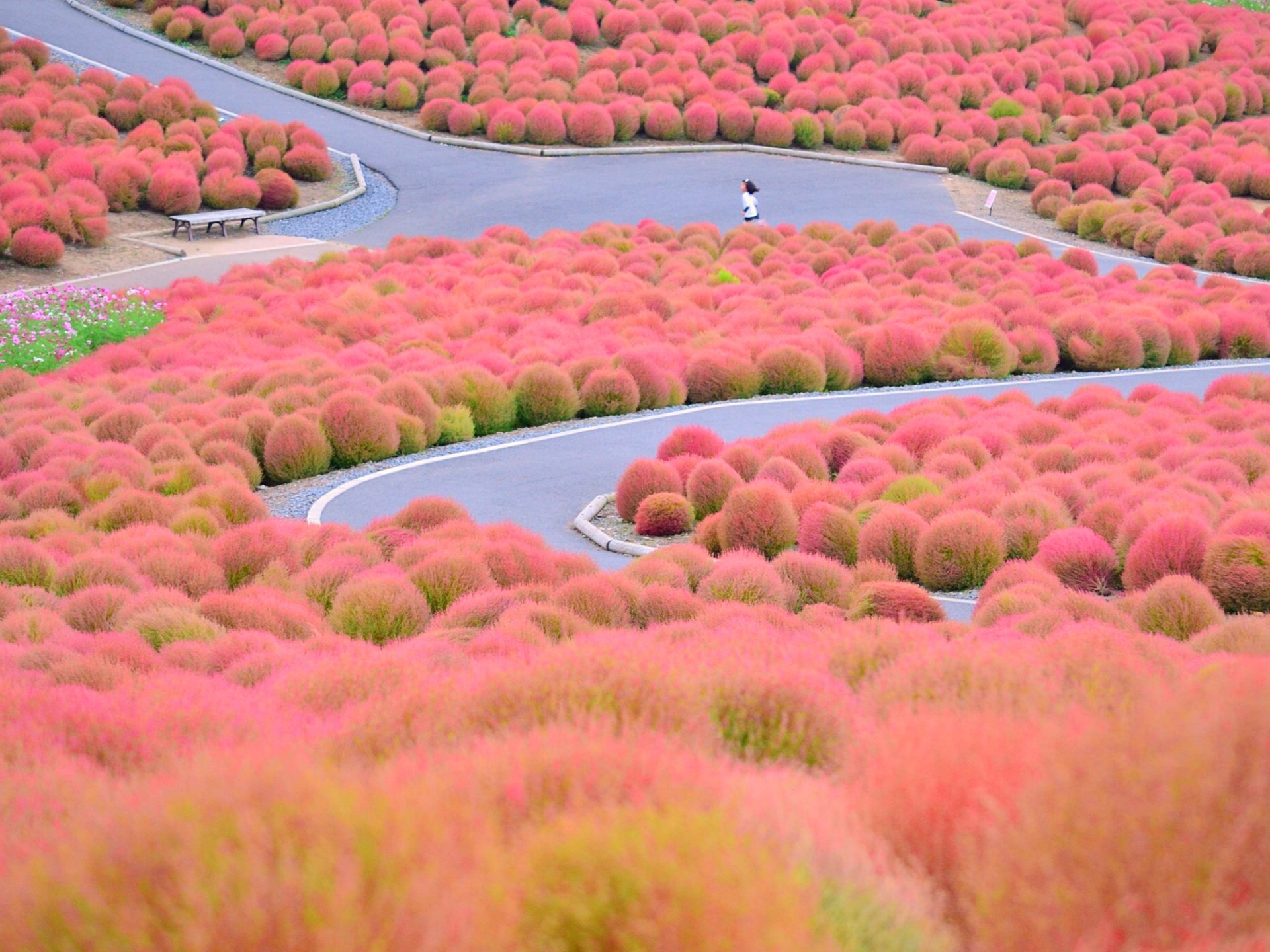 関東ドライブランキングTOP10！四季折々の景色を見に行こう。