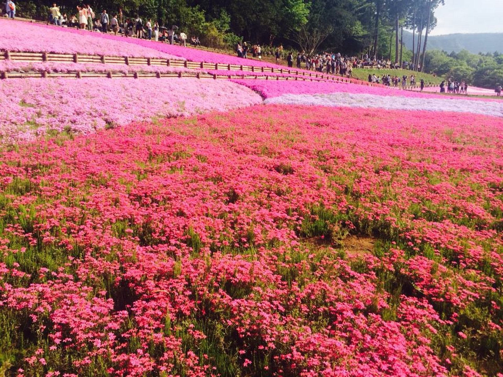 羊山公園