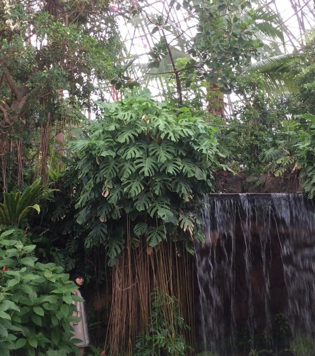 東京都夢の島熱帯植物館