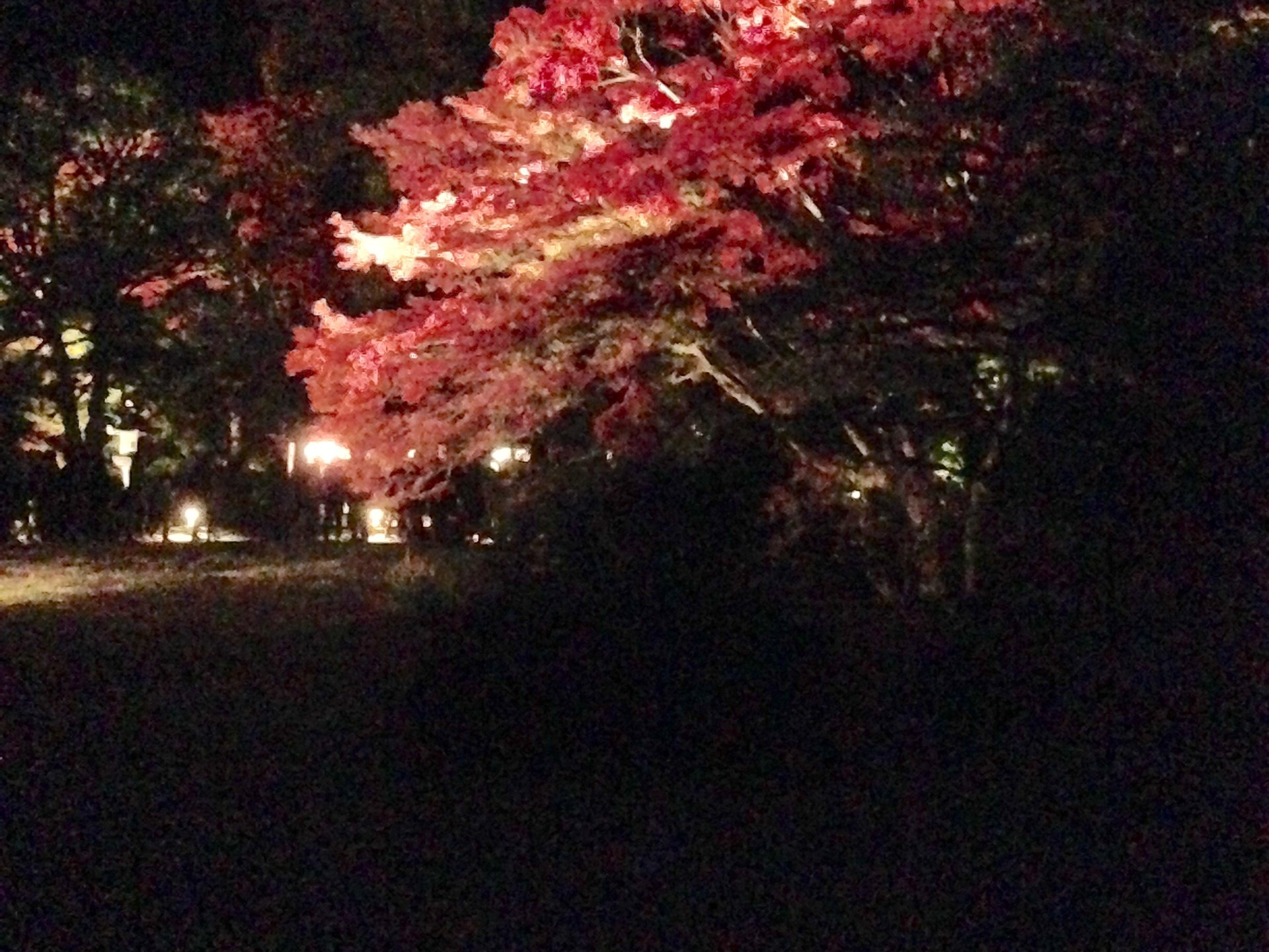 【大都会ど真ん中の紅葉】紅葉の季節秋になったので絶対いきたい！美しい紅葉を楽しめる都内の庭園2選