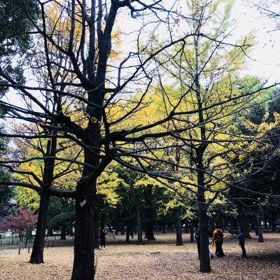 代々木公園