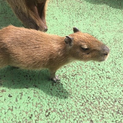 伊豆シャボテン動物公園