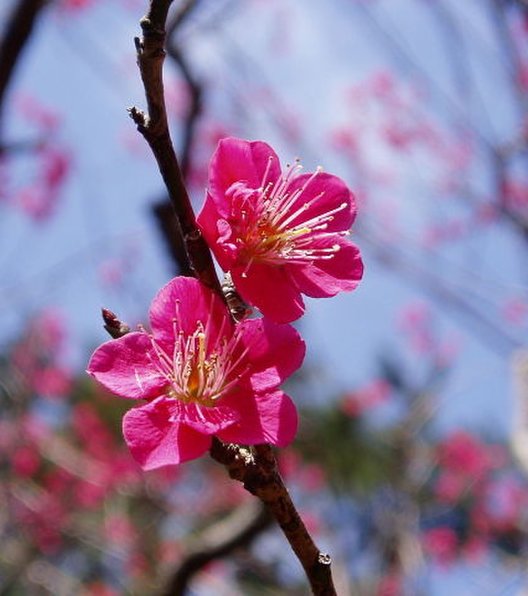 熱海梅園