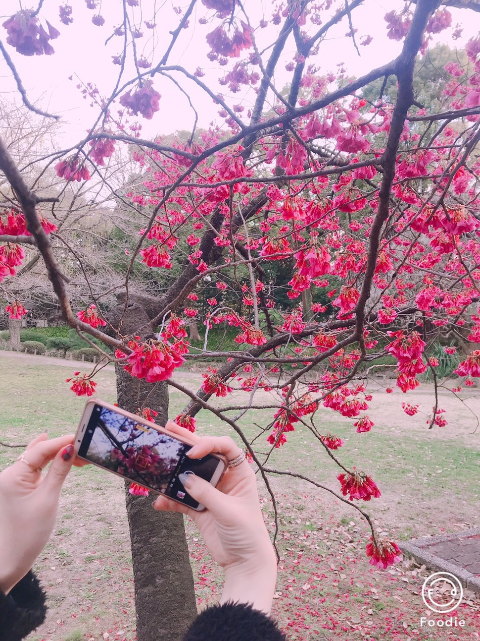 桜も鑑賞できるお花見デートスポット 土日も空いてる清澄白河園周辺おすすめプラン Playlife プレイライフ