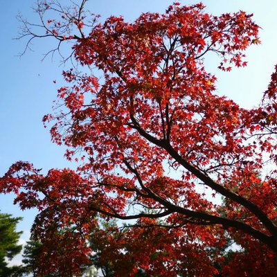 紅葉八幡宮