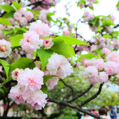 造幣局 桜の通り抜け