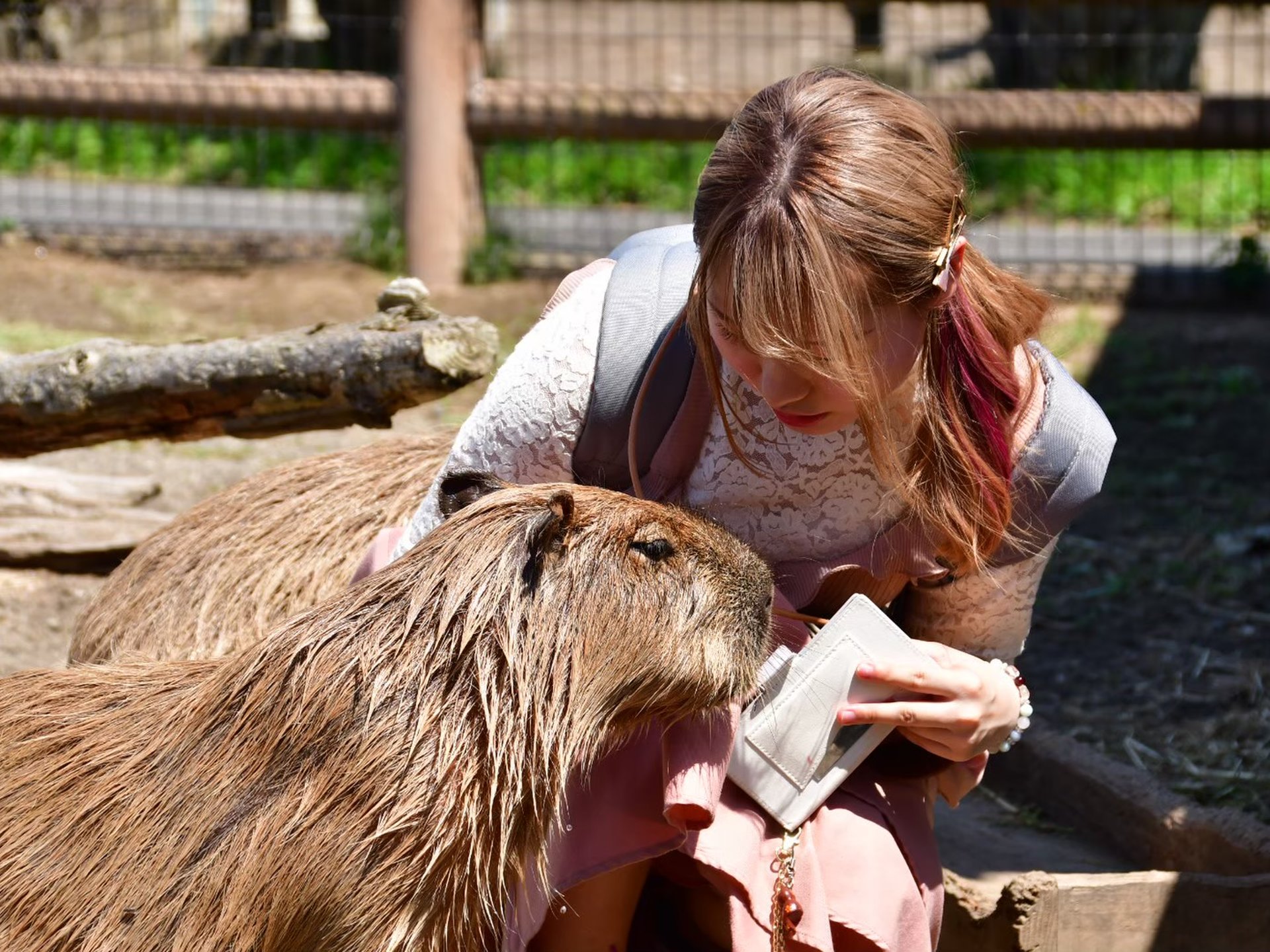 まだ夏を満喫していない方へ。千葉県館山市で動物パラダイス＆絶品グルメを満喫する旅！
