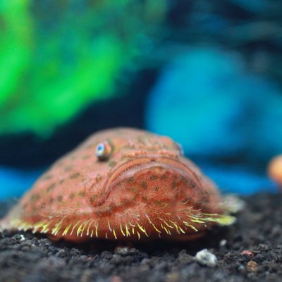 沼津港深海水族館