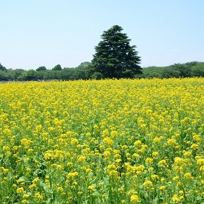 国営昭和記念公園