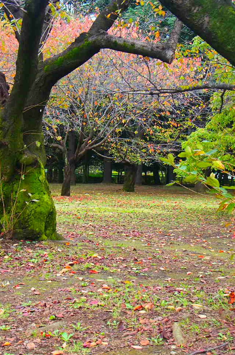 代々木公園