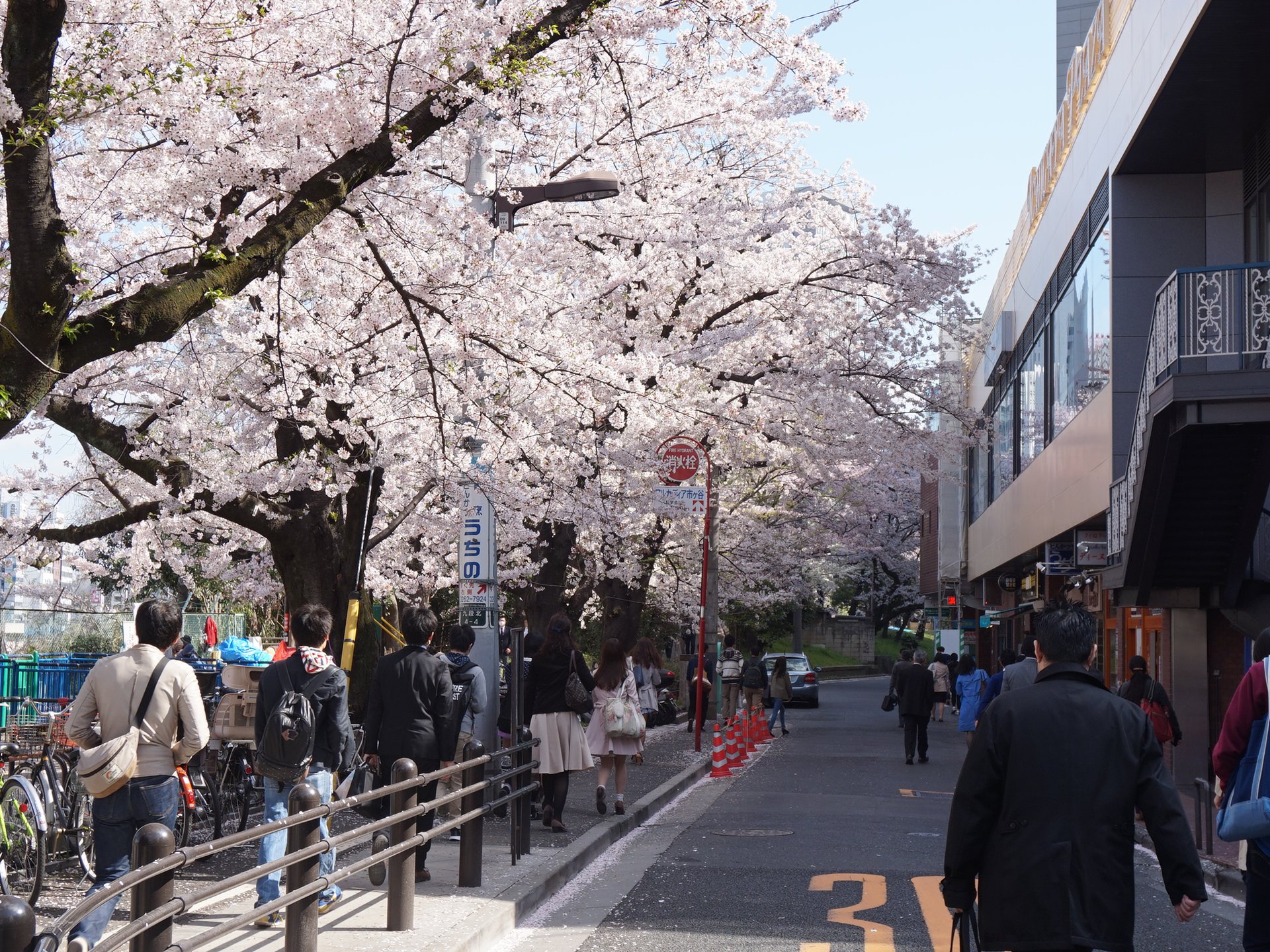 まだ間に合う！？市ヶ谷で桜の名所と周辺カフェを巡る半日プラン