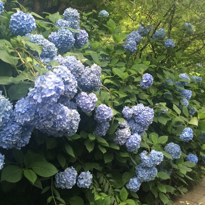 明月院(あじさい寺)