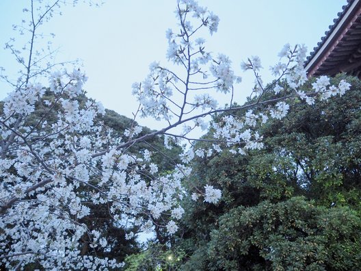 西新井大師(五智山遍照院總持寺)