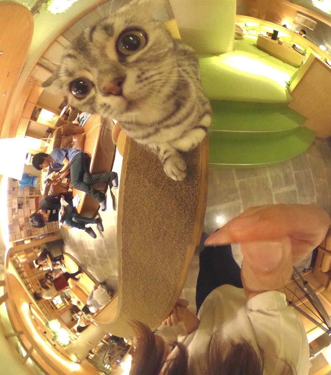 猫カフェMoCHA 新宿店