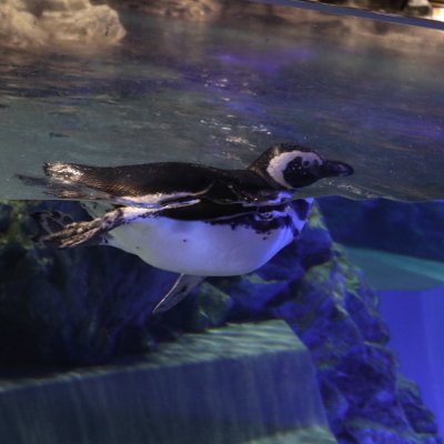 すみだ水族館