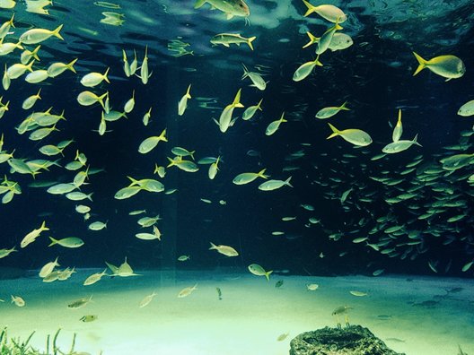 サンシャイン水族館