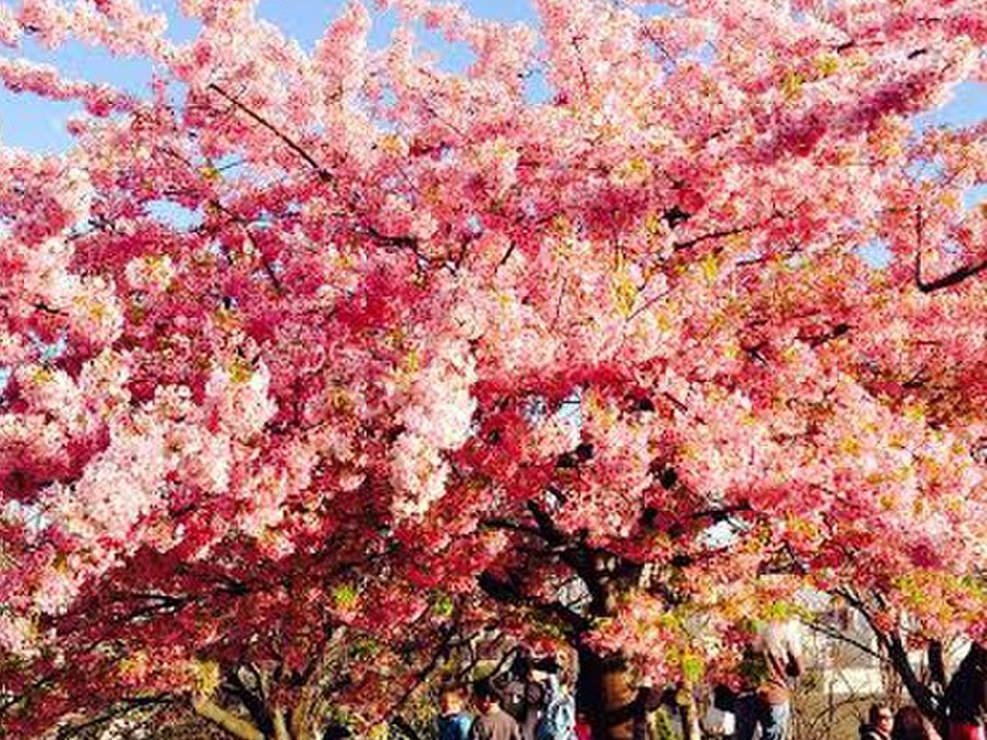 【おしゃれさんが通う街】花見もできる！代官山で春ならではの楽しめるデートプラン！