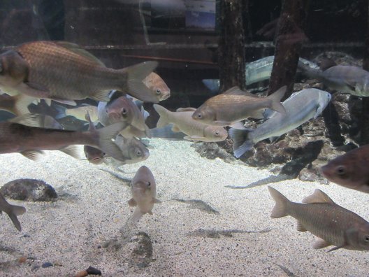 新潟市水族館マリンピア日本海