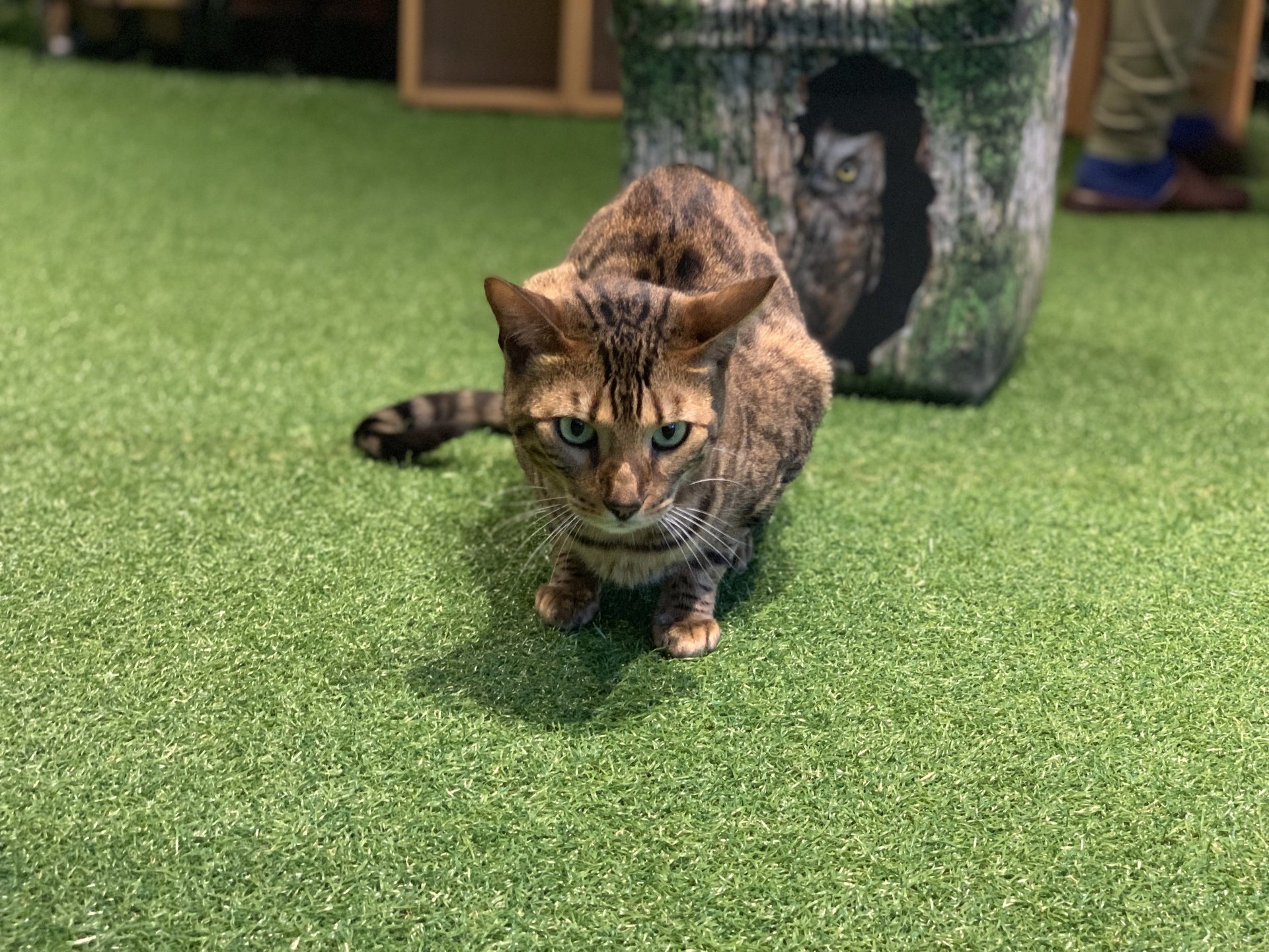 世界遺産・厳島に猫カフェ⁉︎「ひょう猫の森」宮島おすすめ癒しカフェ♡