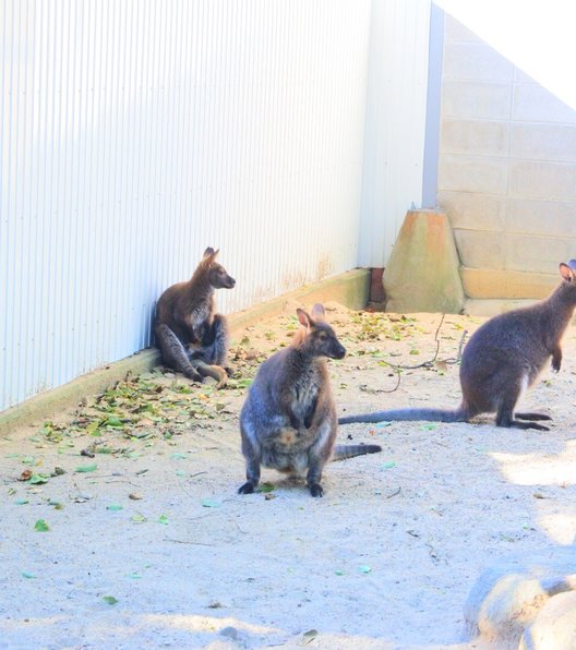 五月山動物園