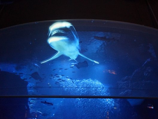 新江ノ島水族館