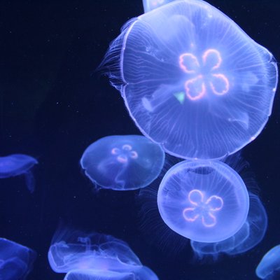 すみだ水族館