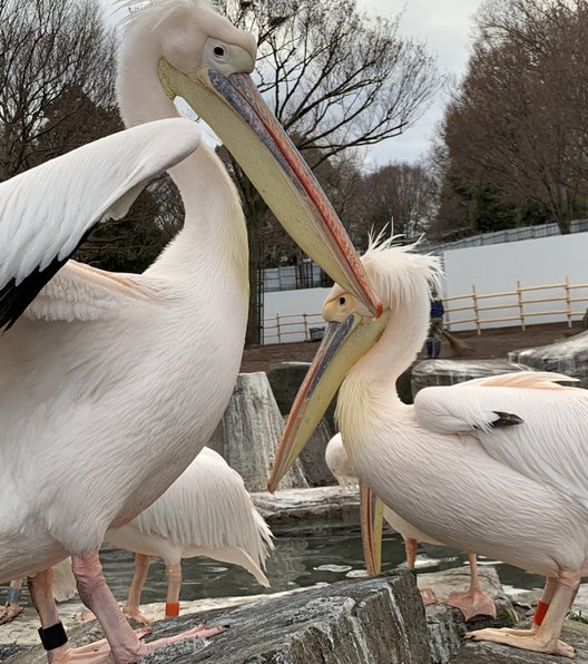 東京都多摩動物公園