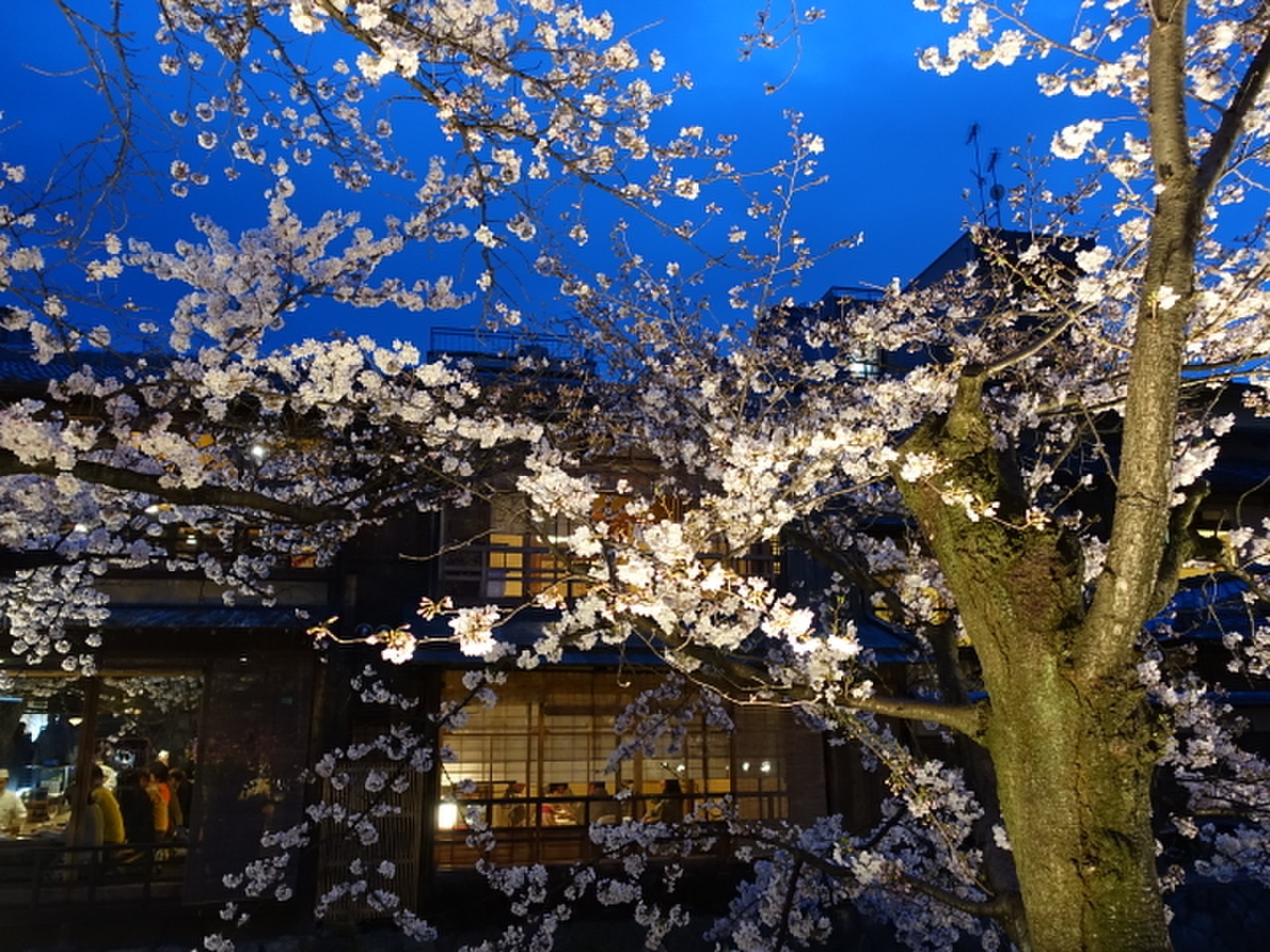 ドキドキするほど艶やかで美しい～！！「祇園白川宵桜ライトアップ」