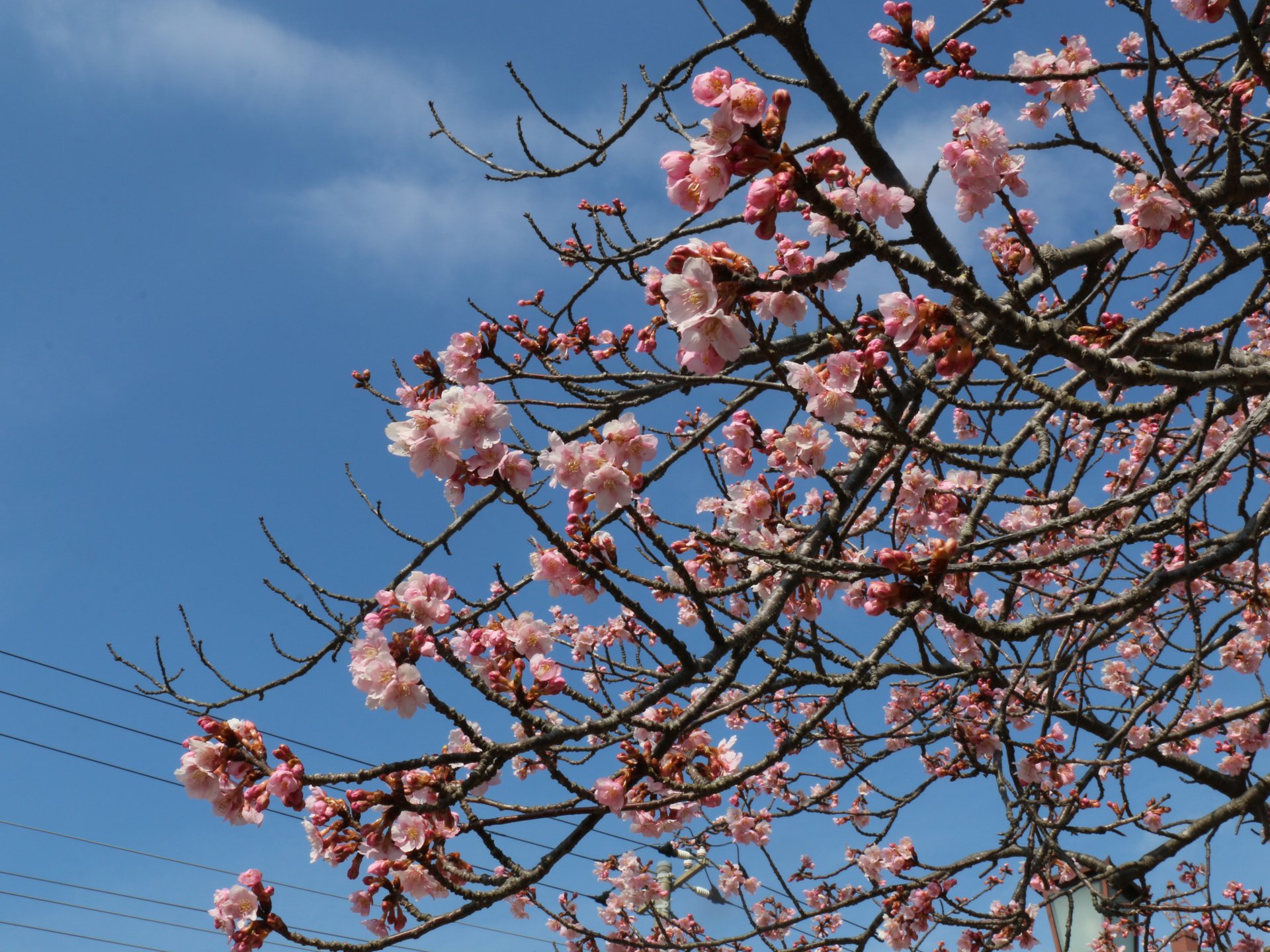 【千葉】実はこれからが見頃！今年は遅めの開花、河津桜と青い海を一緒に楽しもう♪しらこ温泉桜まつり！