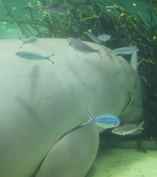 鳥羽水族館