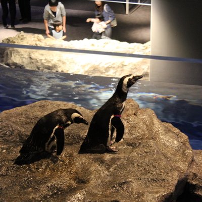 すみだ水族館