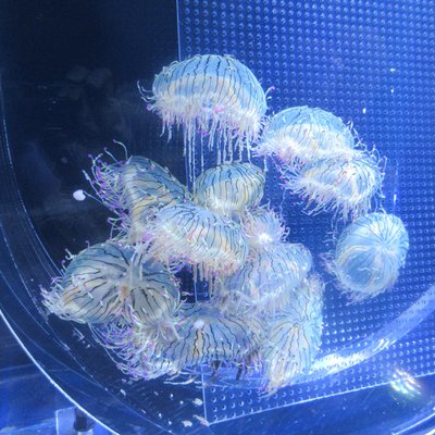 すみだ水族館