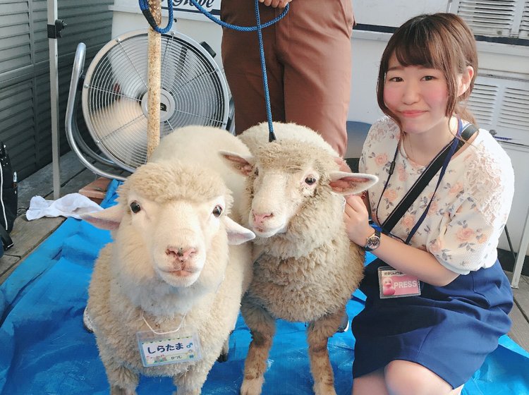 渋谷周辺で牧場体験ができる まったり動物とふれあいプラン デートにも Playlife プレイライフ