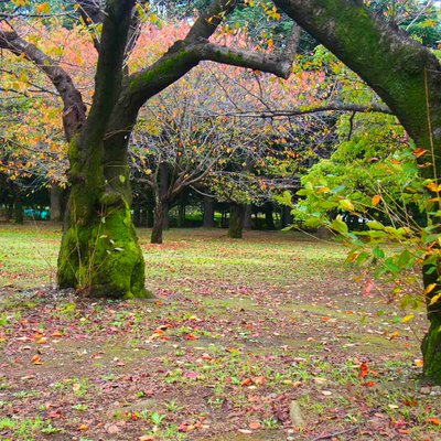 代々木公園