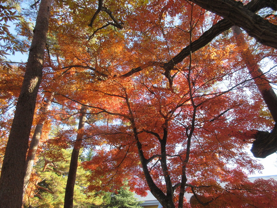 長野 軽井沢 紅葉の秋 横浜から片道2100円で楽しめる のんびり癒され日帰り旅行プラン Playlife プレイライフ