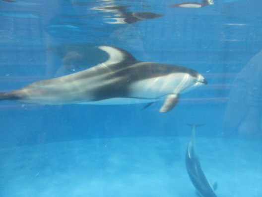 新潟市水族館マリンピア日本海