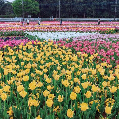 あけぼの山農業公園