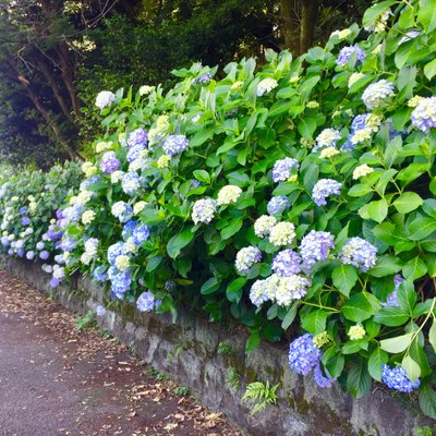 飛鳥山公園