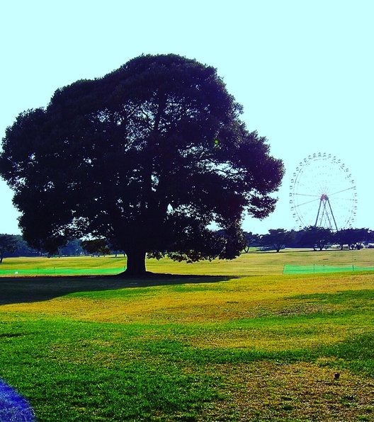 国営ひたち海浜公園