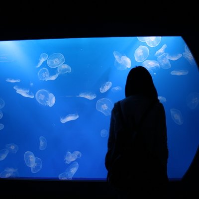 すみだ水族館