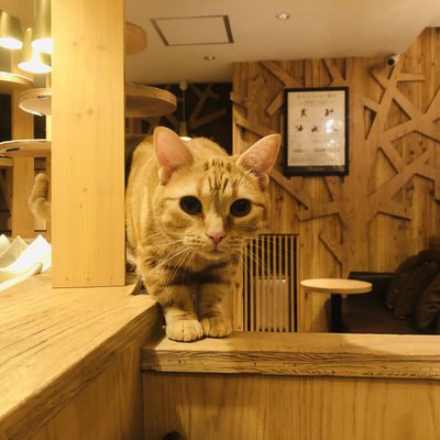 猫カフェ MOCHA (モカ）池袋西口店