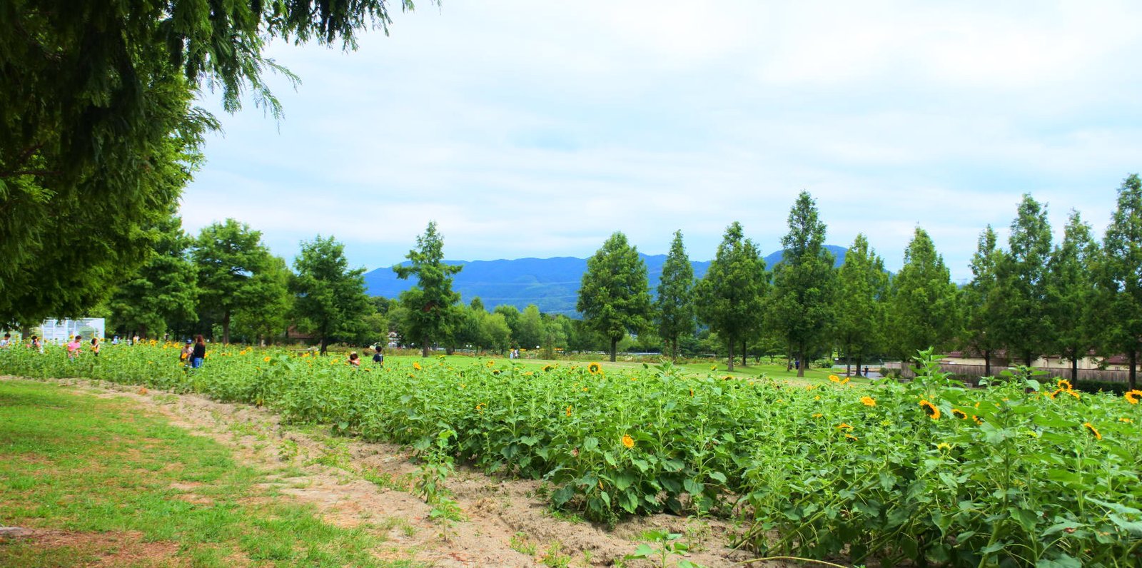 滋賀農業公園ブルーメの丘