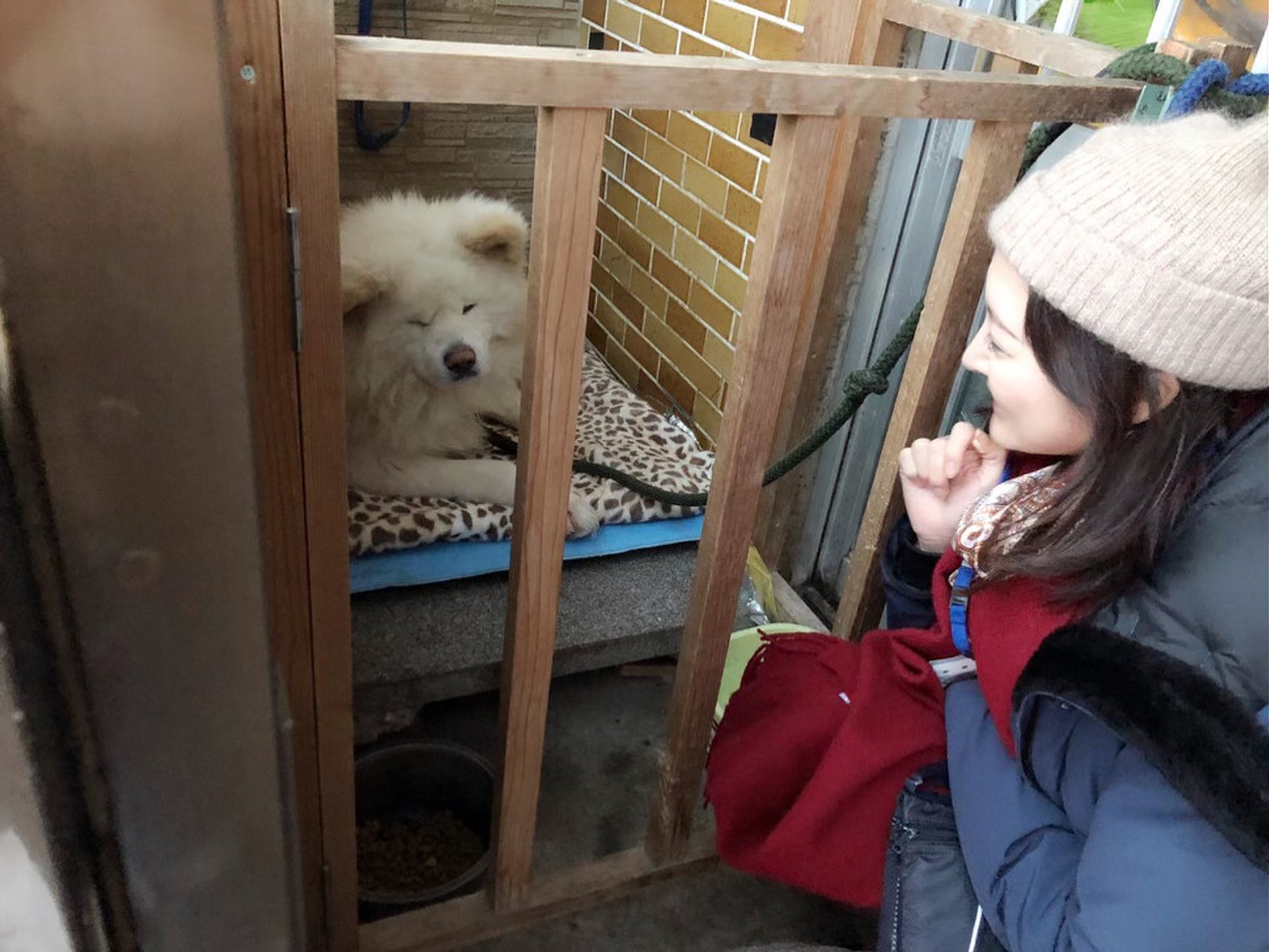 【感動】わさおファミリーとの出逢いにありがとう！志村動物園の人気者！青森県のわさおに会いに行こう