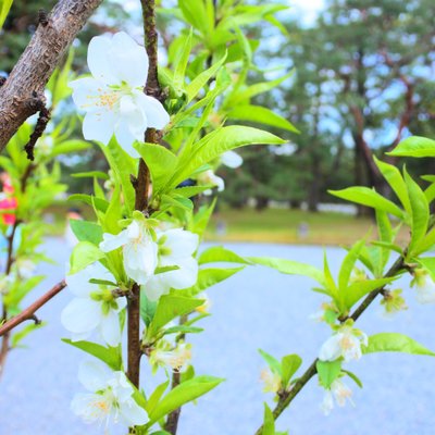 京都御苑