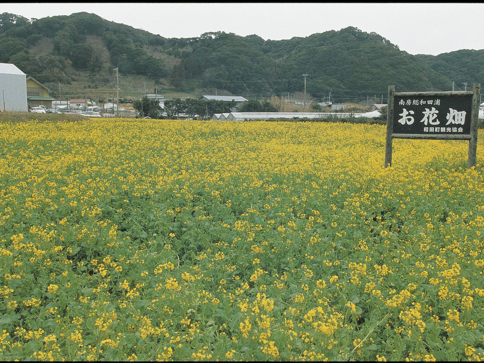 和田の花畑