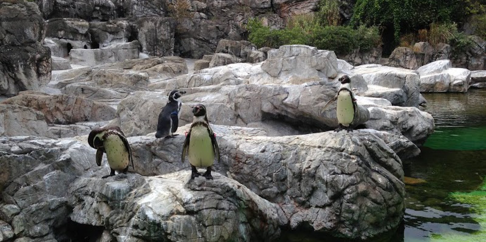 よこはま動物園ズーラシア